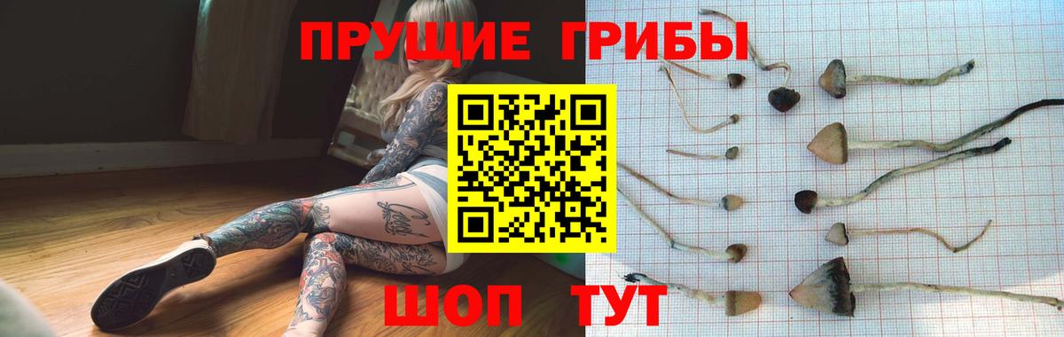Галлюциногенные грибы Psilocybe Заволжье